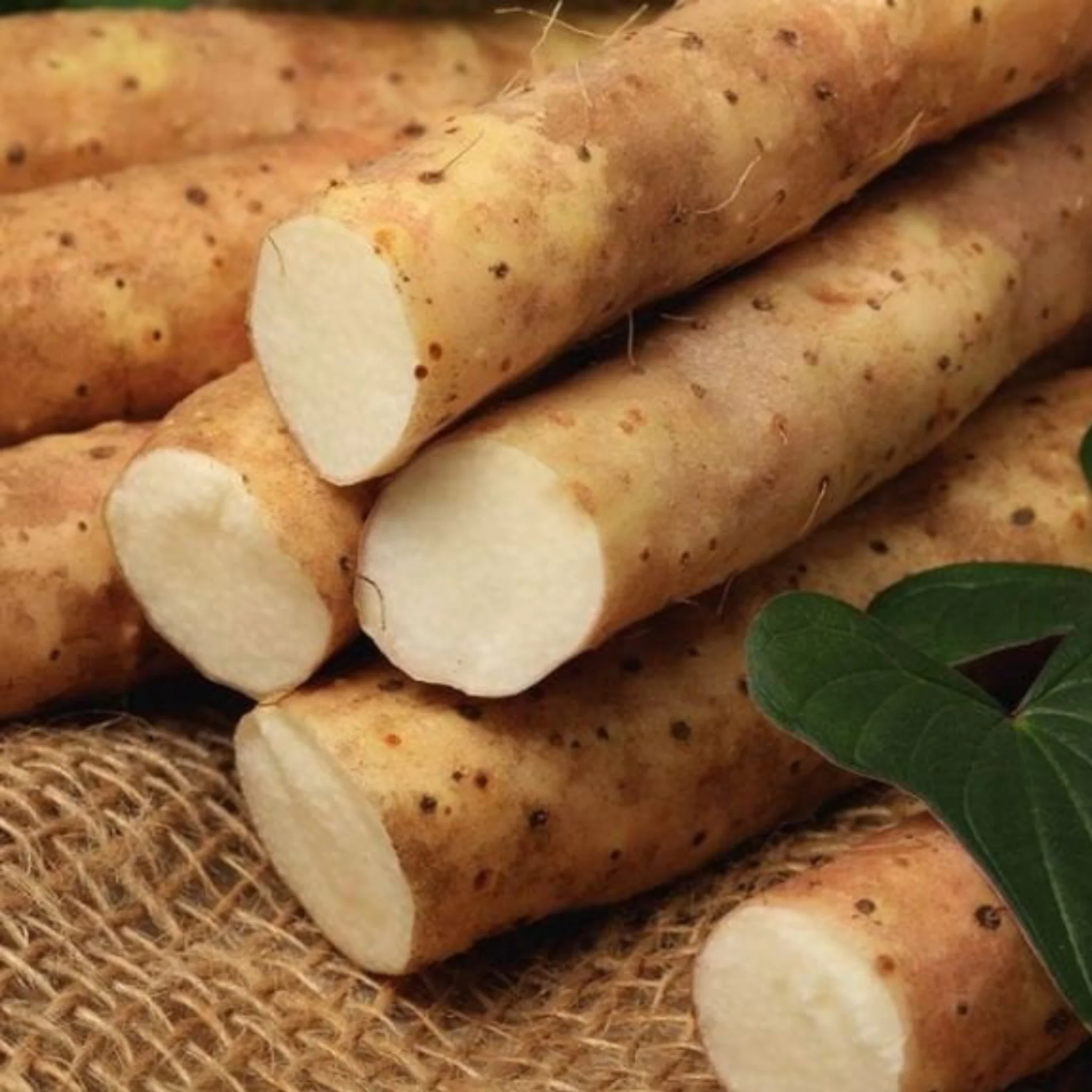 [Special Sale] Yam Root Vegan Milk Toner (200ml) - Image 4